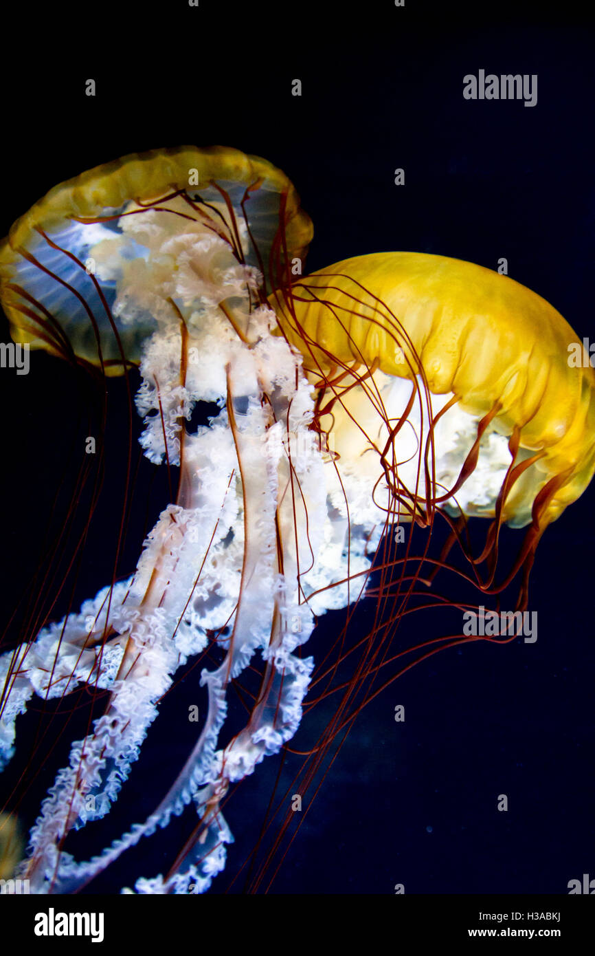 Pacific sea nettle (Chrysaora fuscescens) in an aquarium. Stock Photo