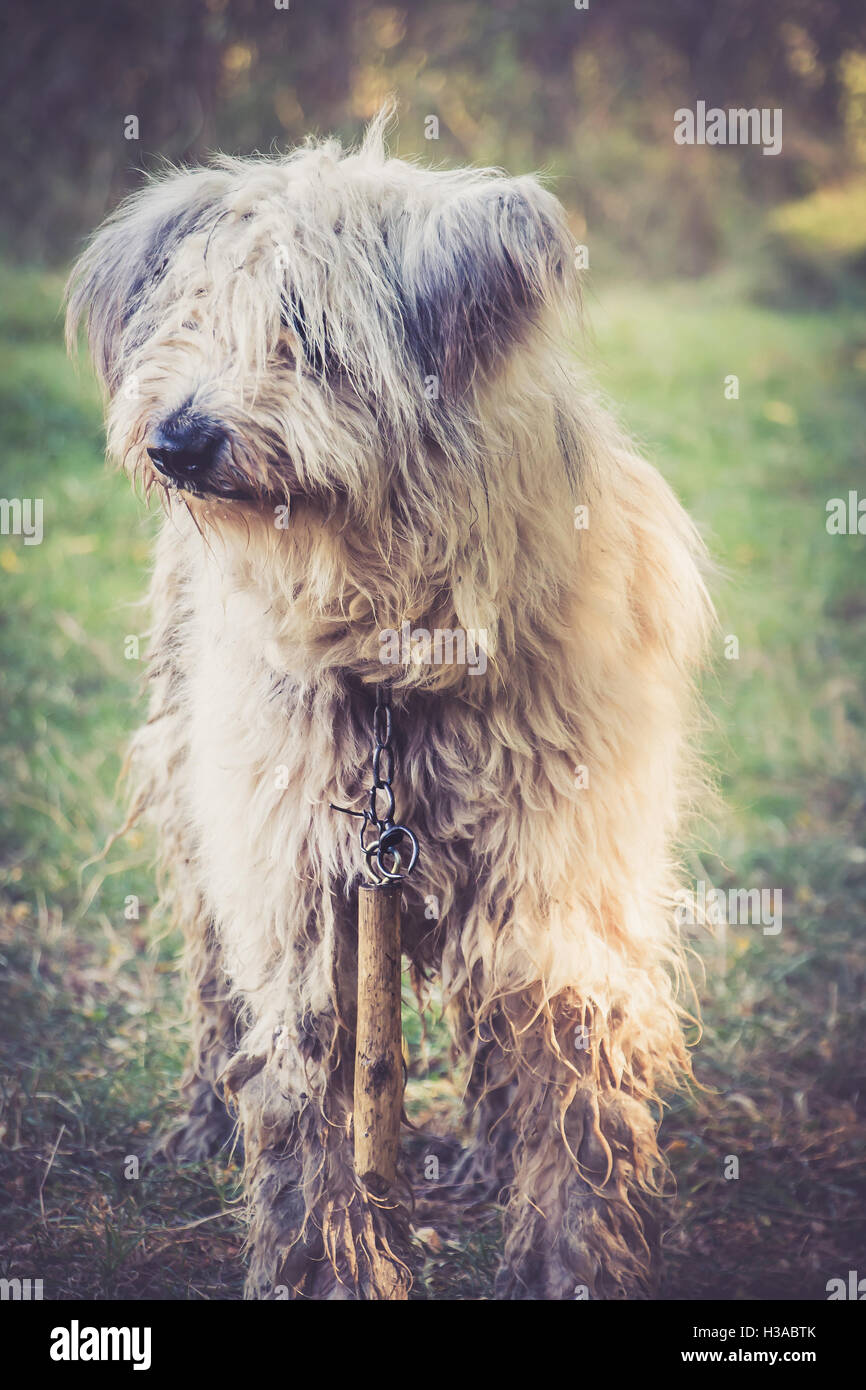 El Viejo Perro Pastor Ingles Mexican English Sheepdog T-Shirt