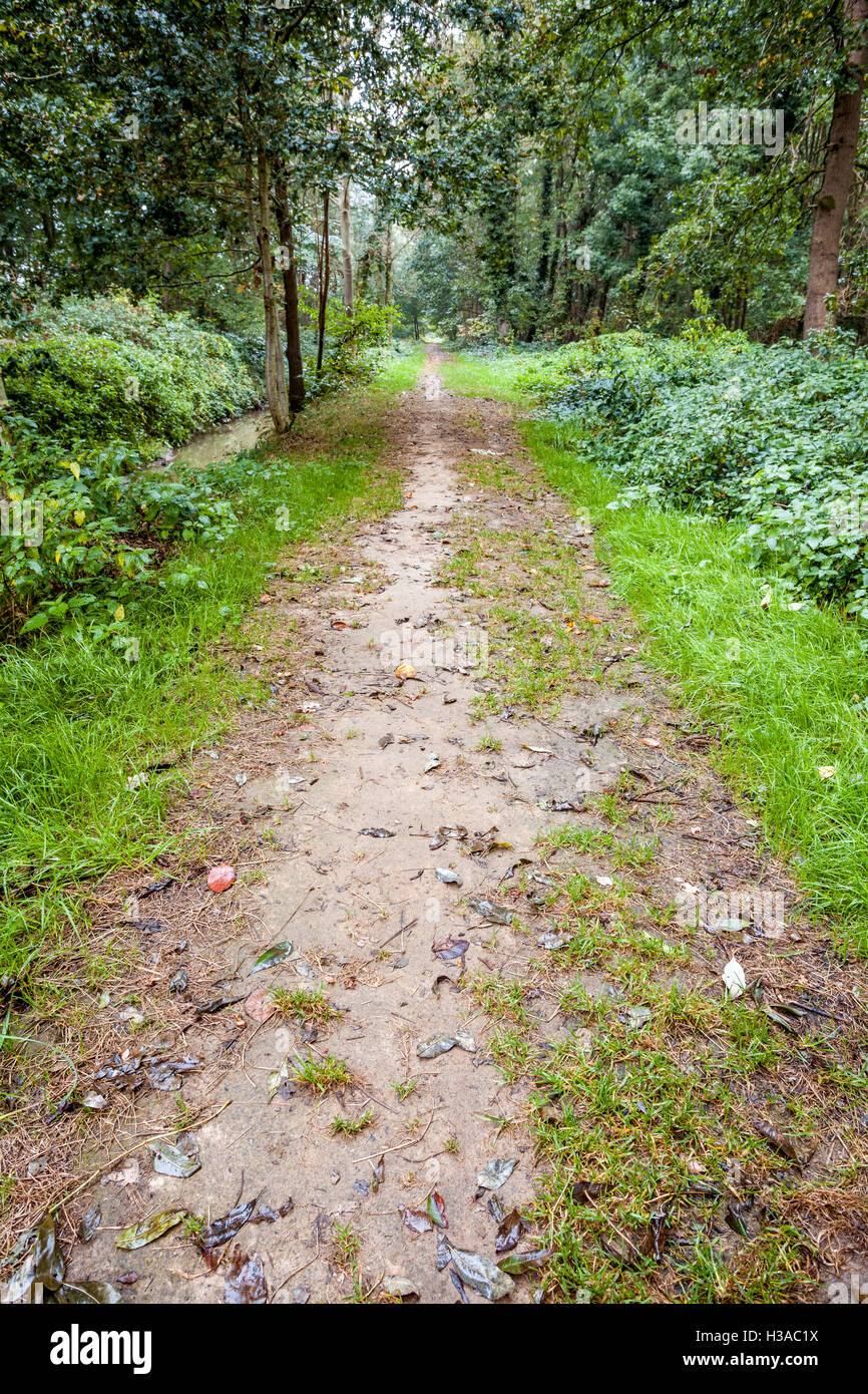 far into the forest, there is a footpath Stock Photo - Alamy