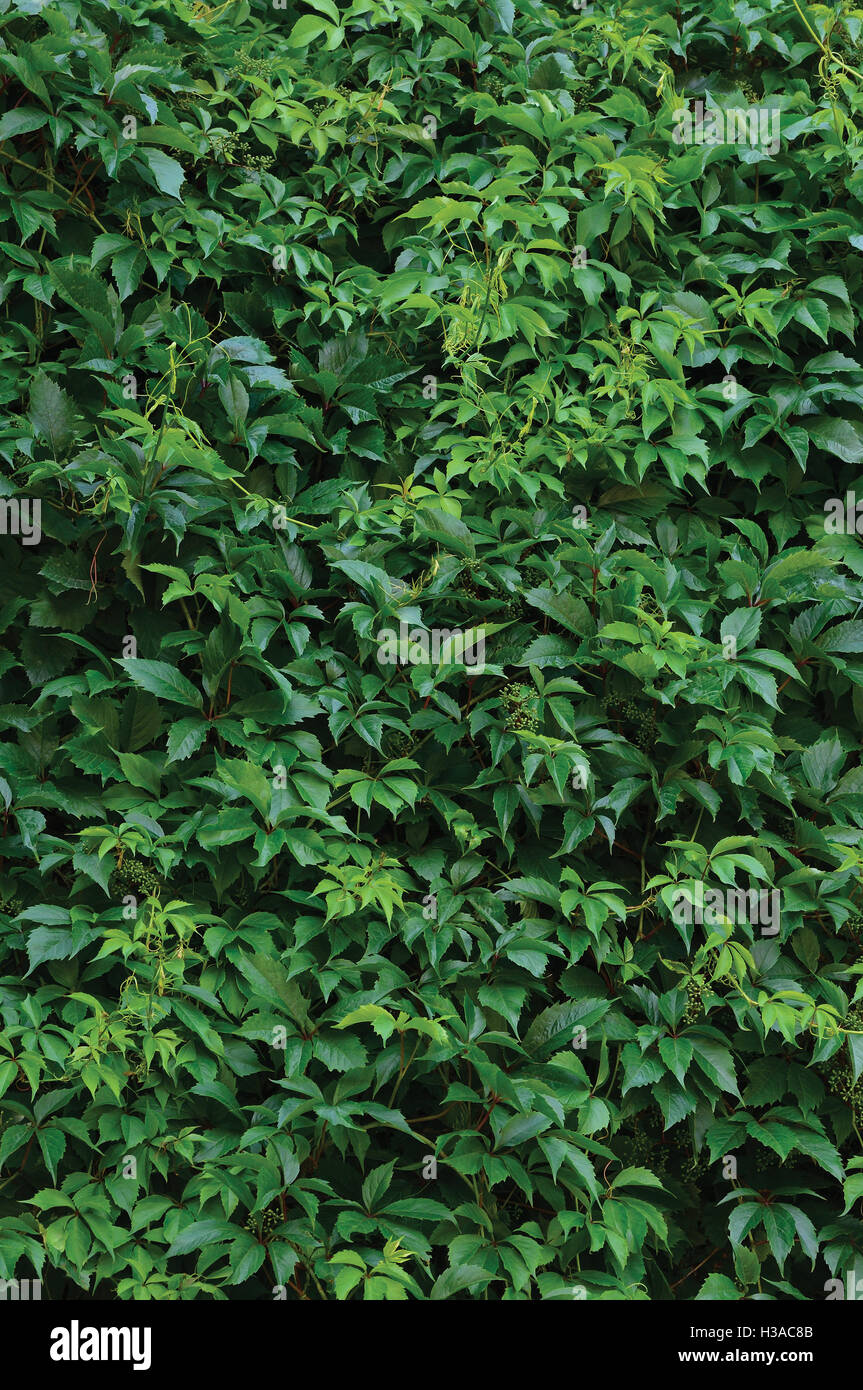 New Virginia Creeper Leaves, Vertical Fresh Wet Green Leaf Texture