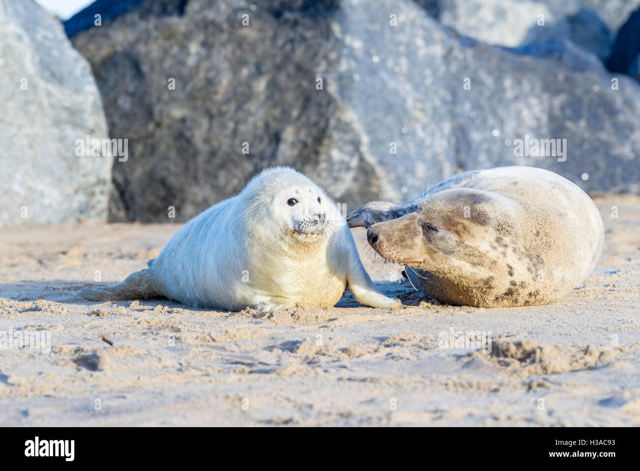 A Grey seal pup still in white natal fur is groomed by its mum on the beach, North Sea coast, Norfolk, England Stock Photo