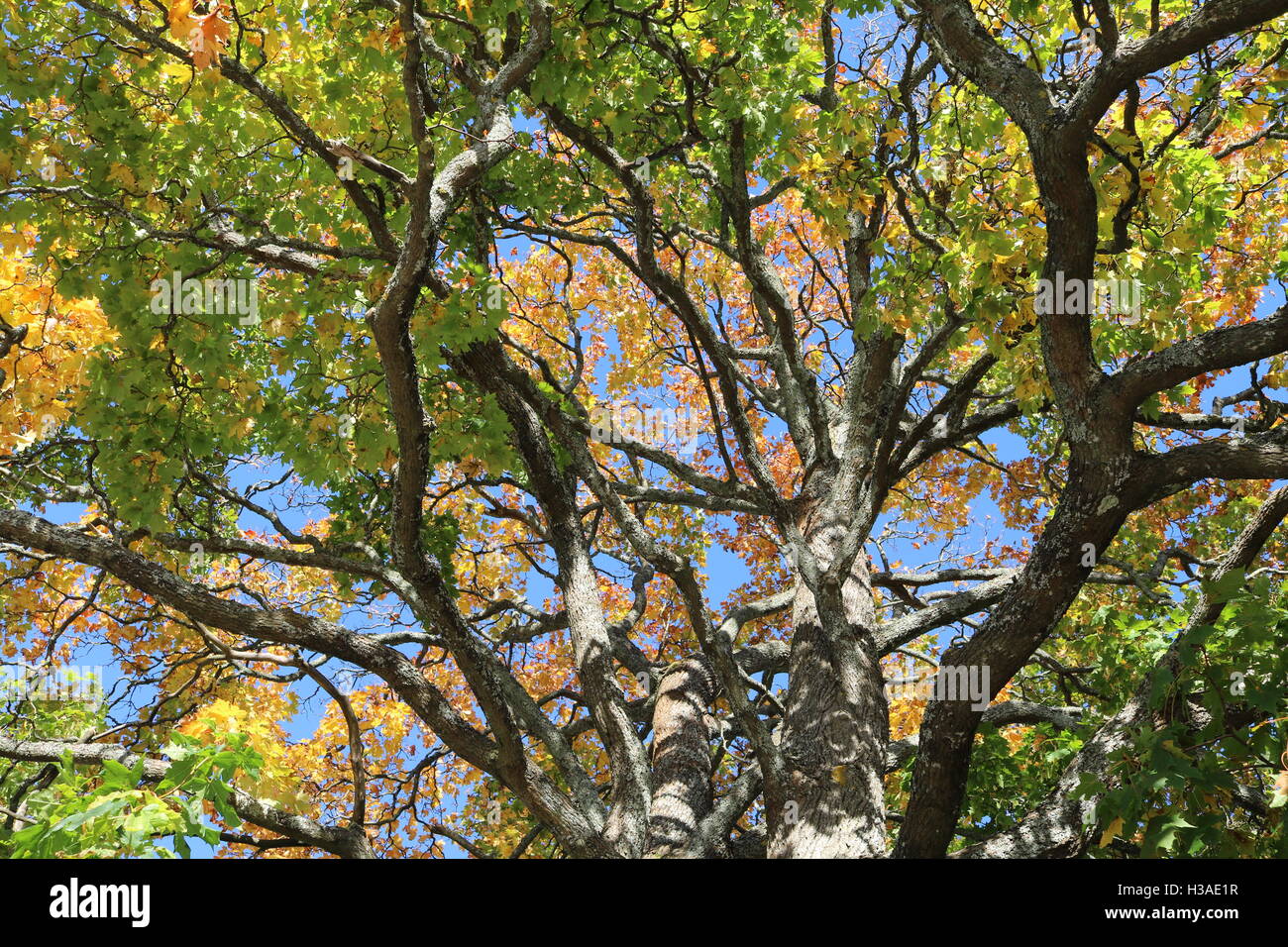 Autumncolors hi-res stock photography and images - Alamy