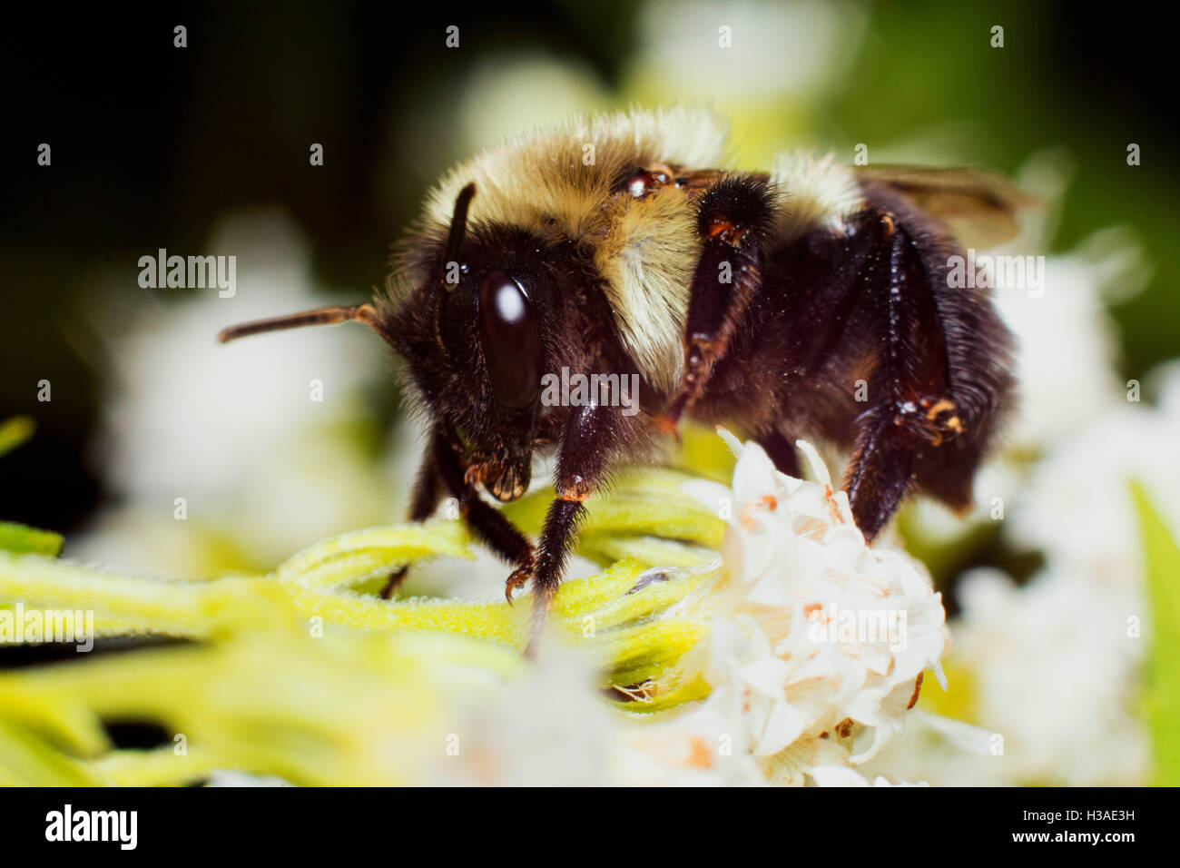 Bumble Bee Pollen High Resolution Stock Photography and Images - Alamy
