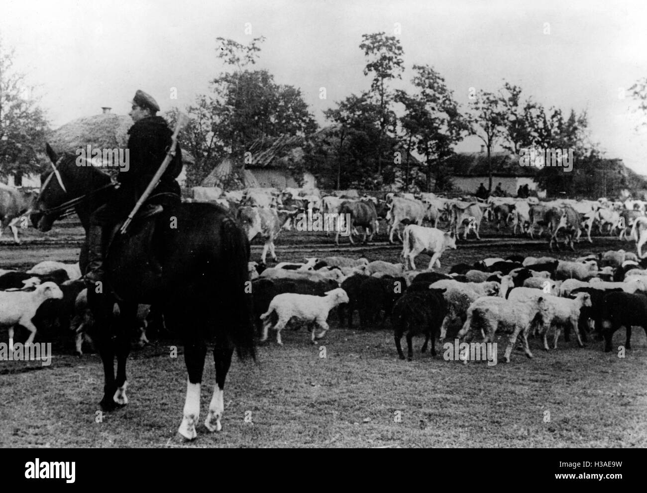 Transportation of herds during the German retreat, 1943 Stock Photo
