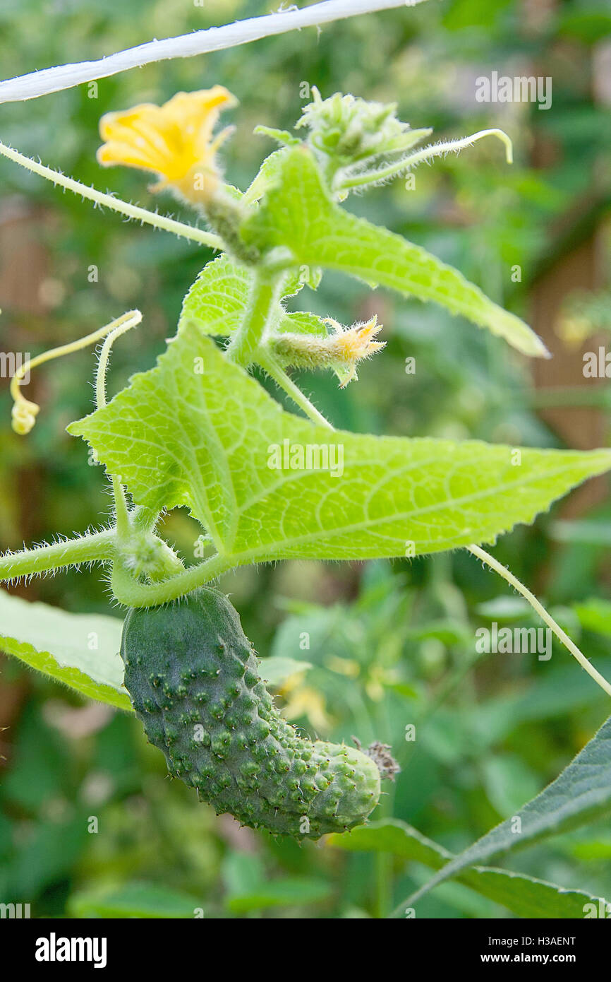 A cucumber in a bush outdoors. How to grow a cucumber plant in a garden