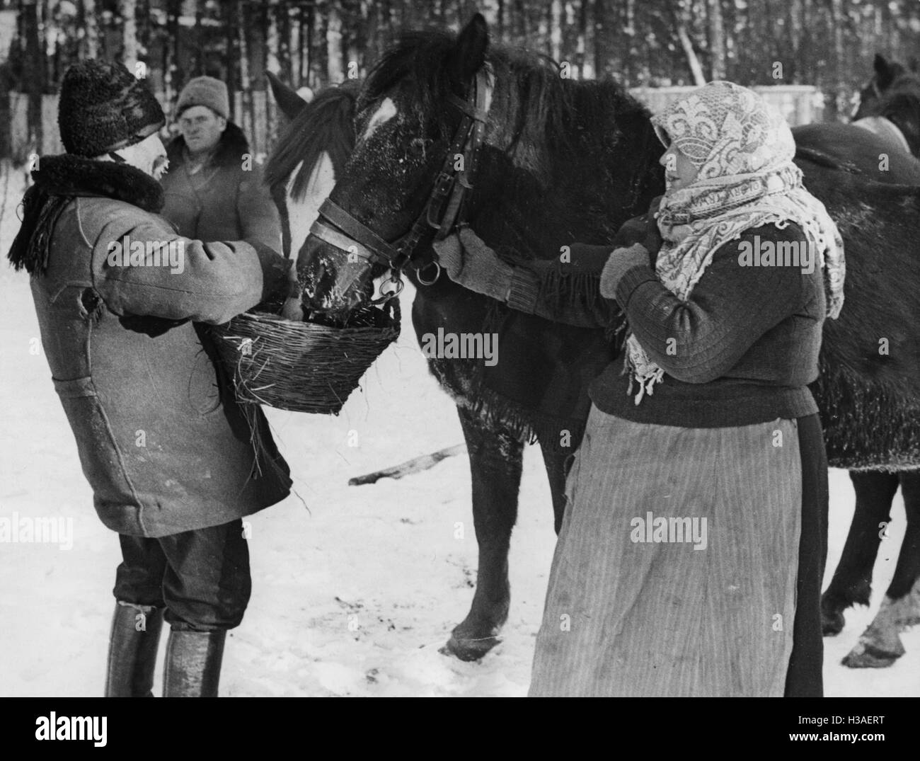 Feeding horses during the resettlement of Volhynian Germans, 1940 Stock Photo