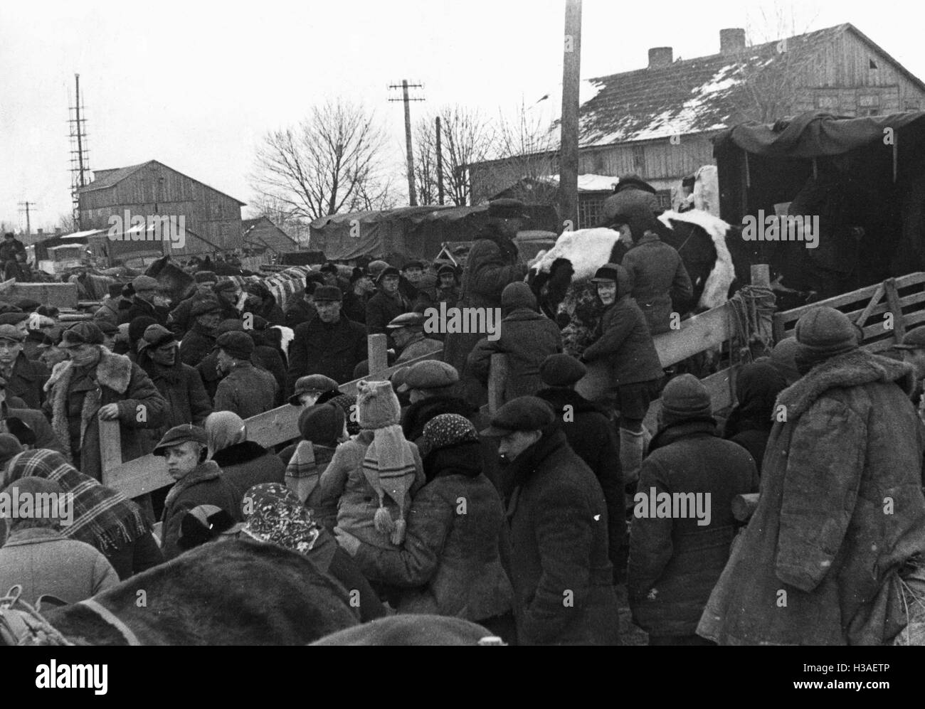 Livestock is transported as part of the resettlement in Lithuania, 1941 Stock Photo