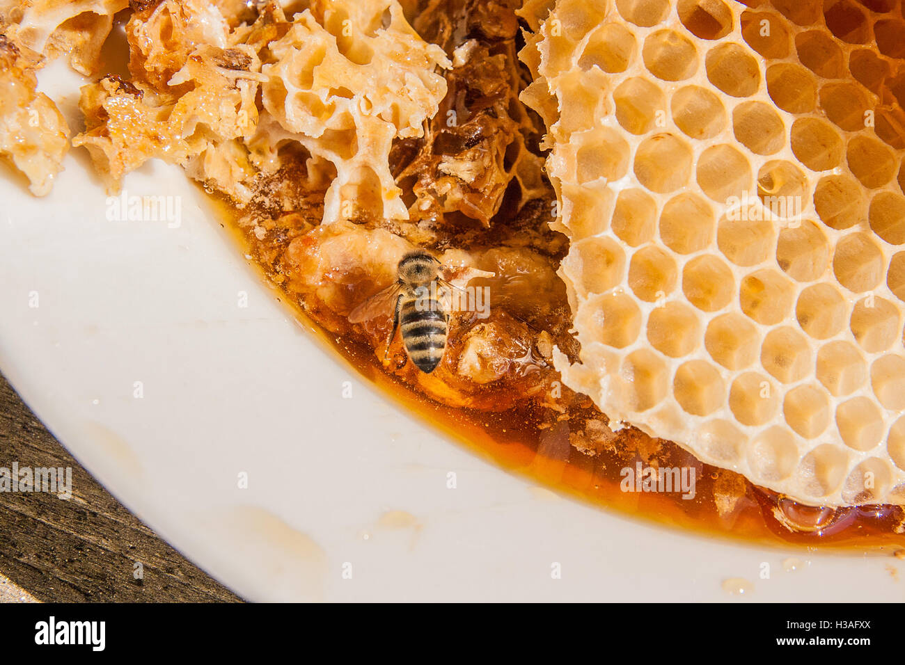 Honeycomb honey bee close up hi-res stock photography and images - Alamy