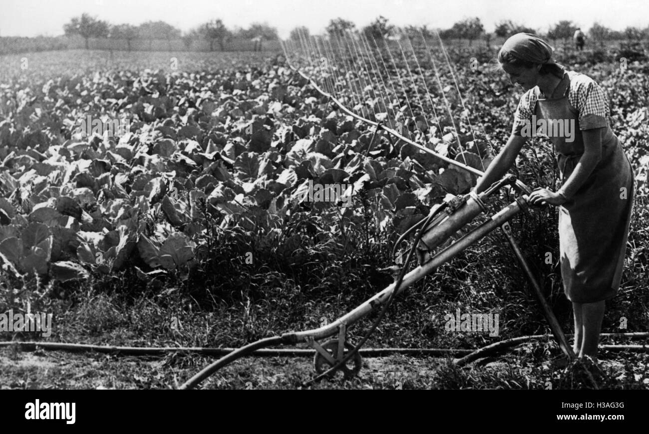 Jungmaedel working in the field, 1940 Stock Photo