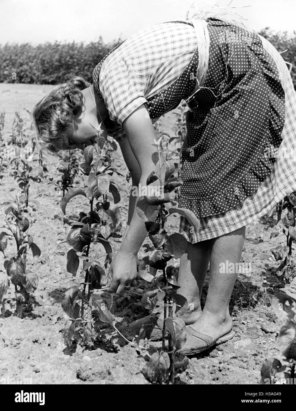 Landjahrmaedel (Country Year girl) of the BDM at work in a nursery, 1939 Stock Photo