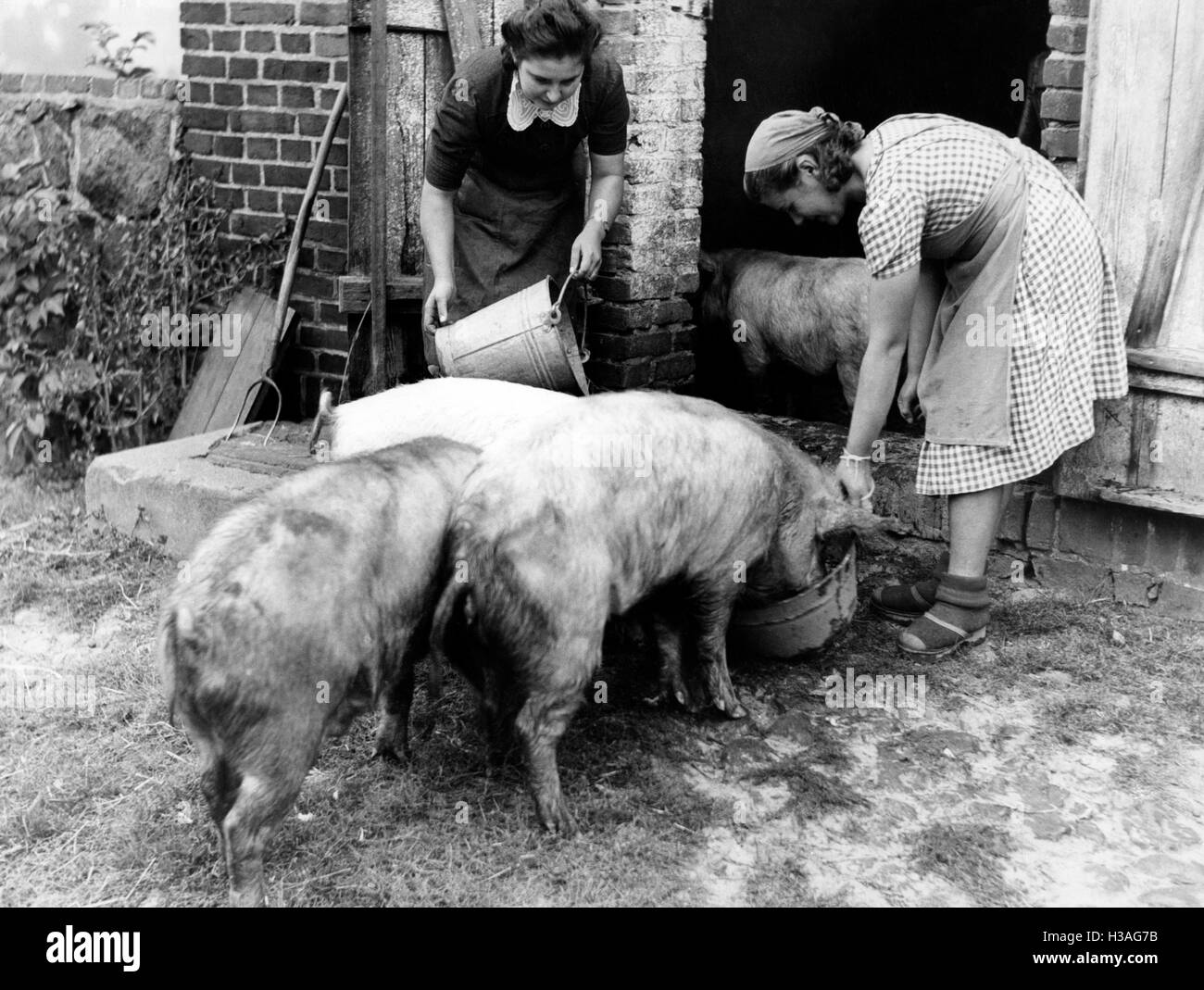 Landdienst girls when feeding pigs, 1940 Stock Photo
