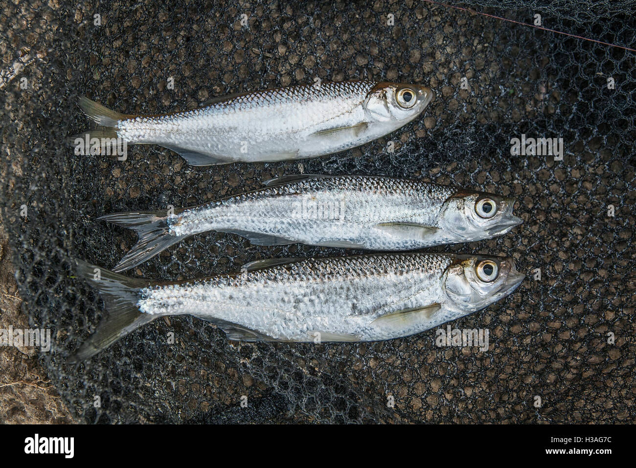 Freshwater fish just taken from the water. Several ablet or bleak fish, roach and bream fish natural background. Stock Photo