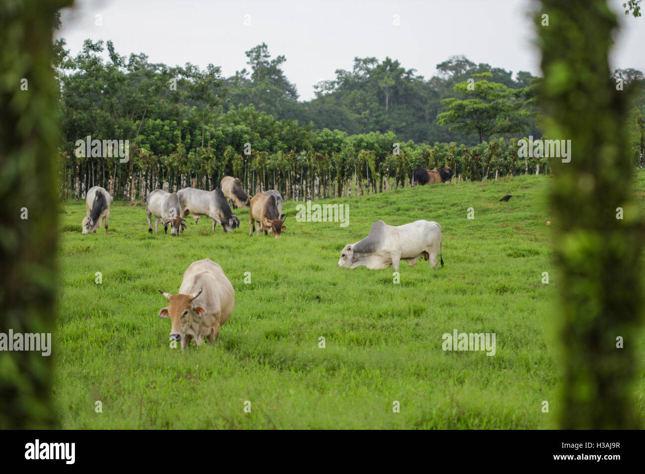 Domestic cow animals in the field with a tall green grass and trees ...