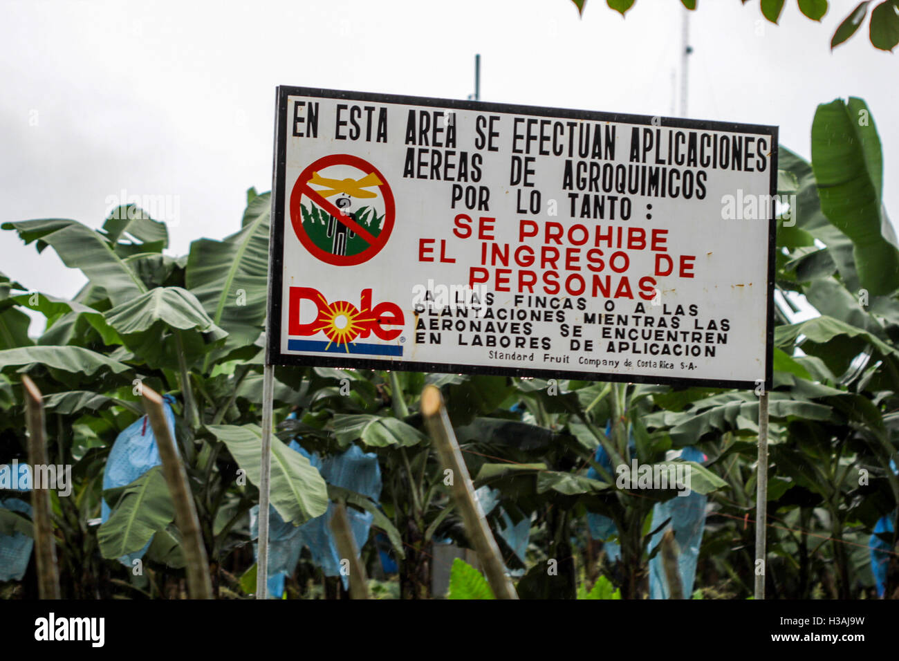 Visiting world famous and very important banana plantation in Costa