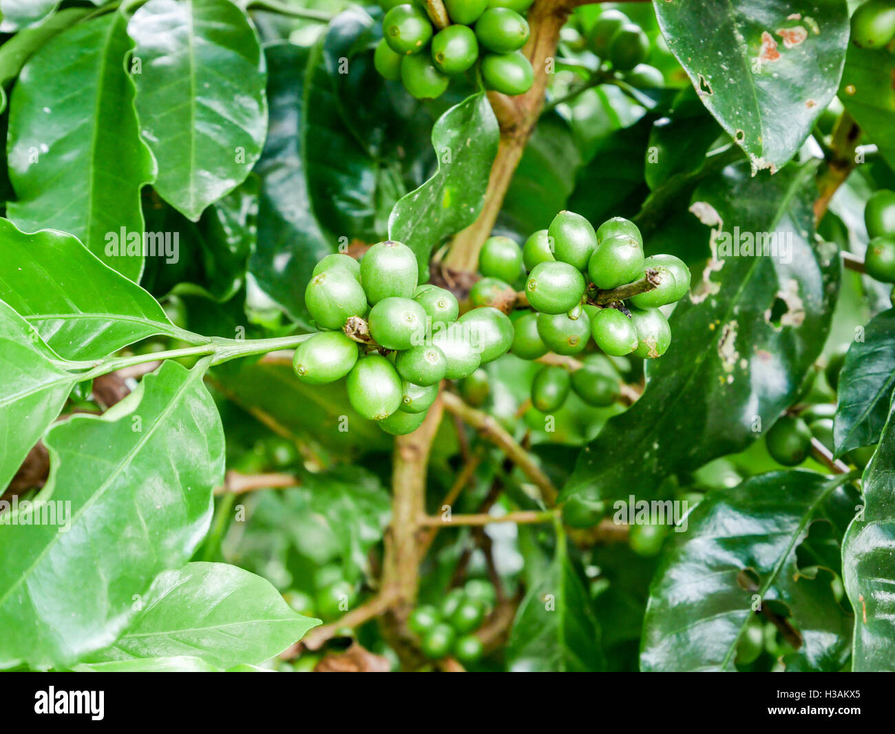 coffee beans still growing in coffee plantation in central america