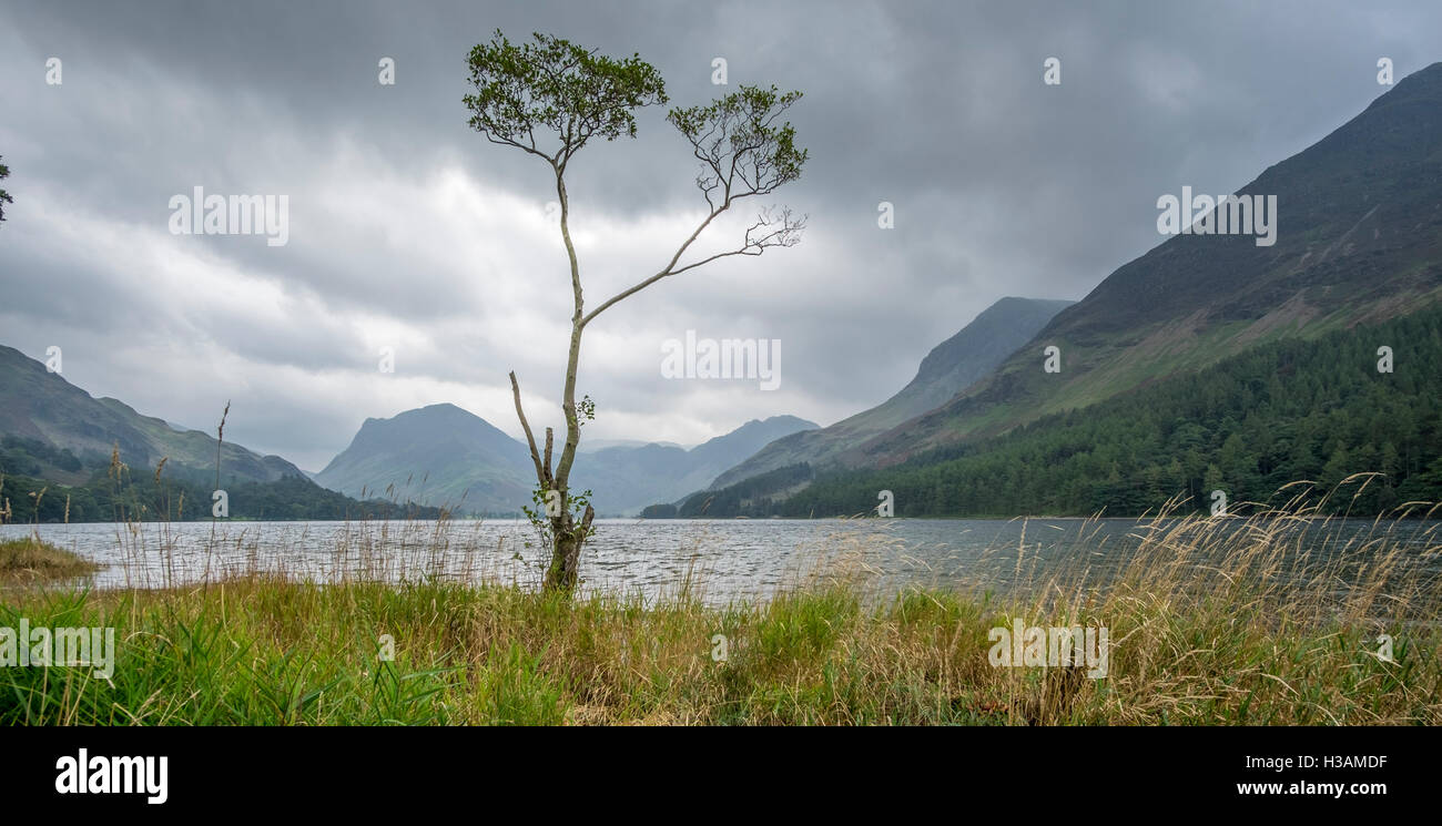 A lone tree on the banks of the Buttermere Water in the Lake District, with a turbulent sky Stock Photo