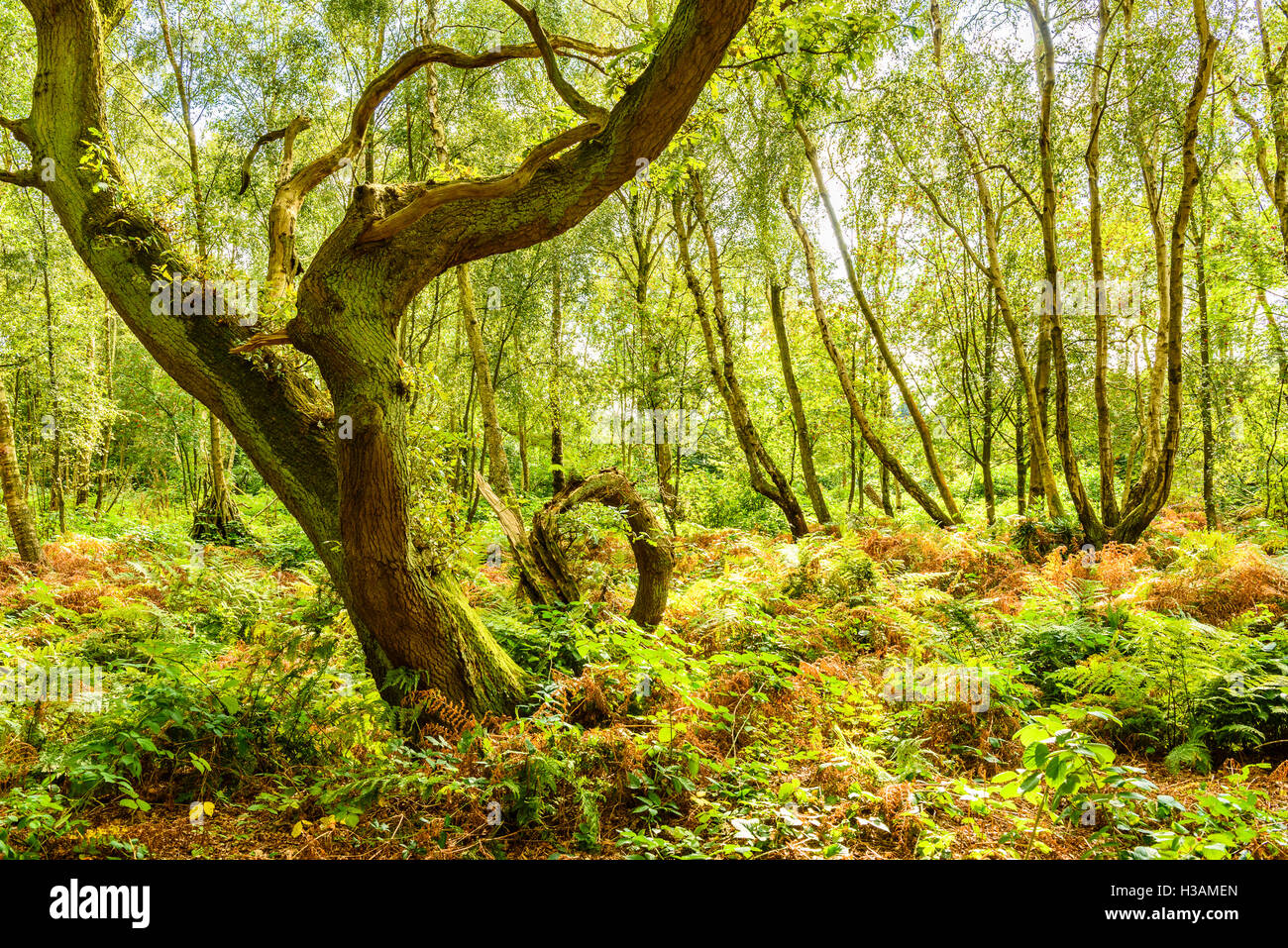 Mere Sands Wood Nature Reserve of Lancashire Wildlife Trust near Rufford in West Lancashire