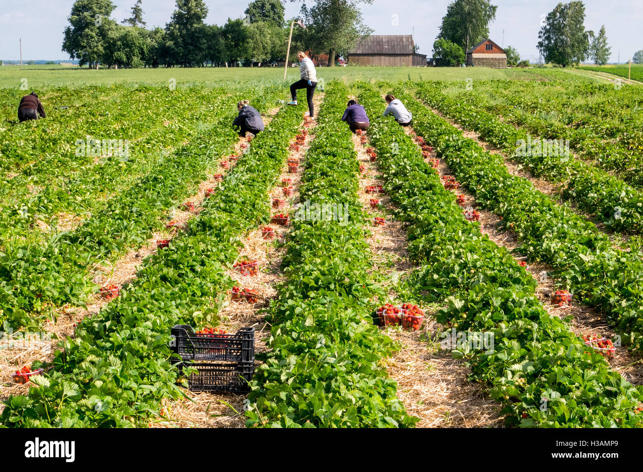 People working and picking up strawberries Stock Photo - Alamy