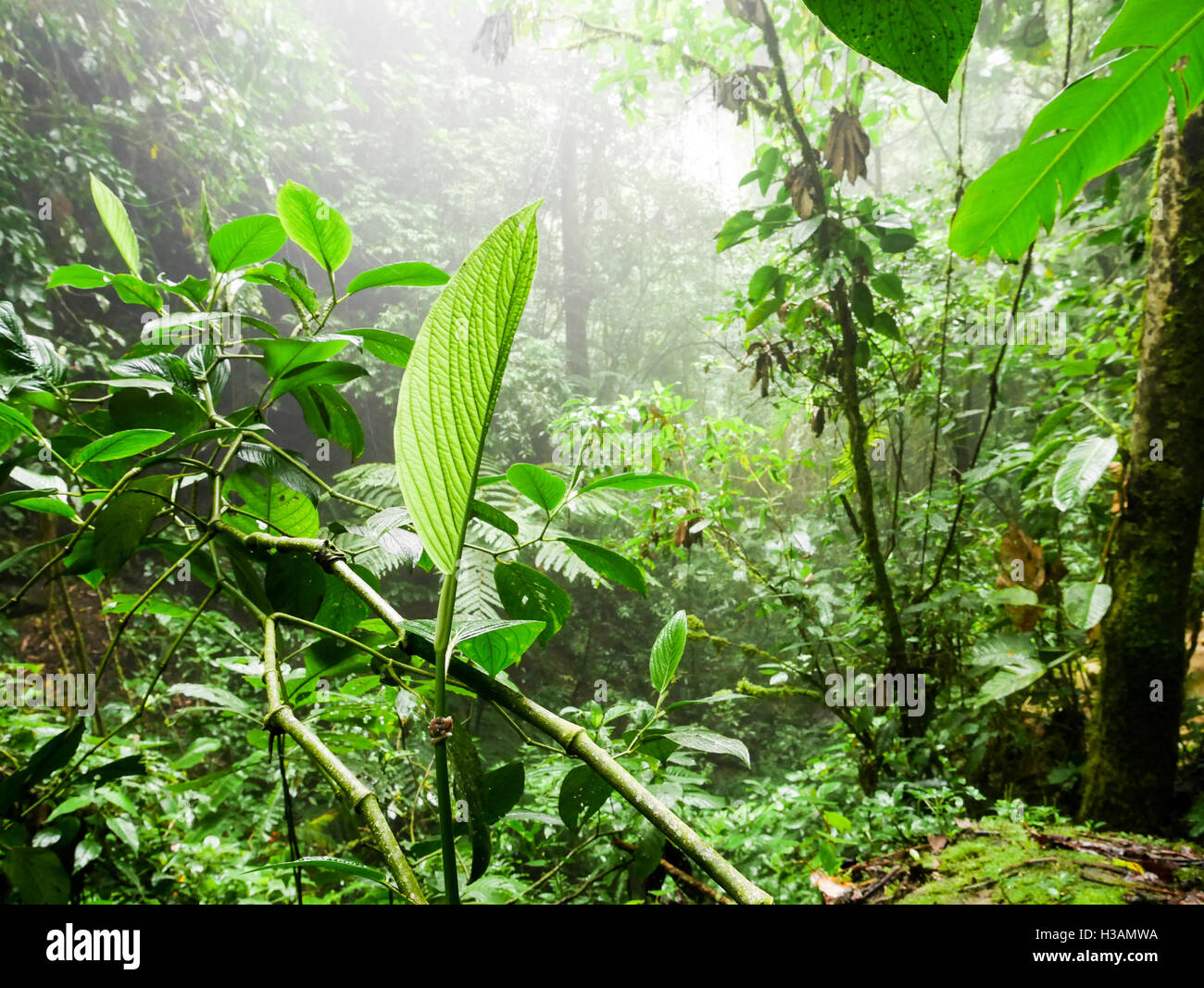 A Day In A Jungle Stock Photo - Alamy
