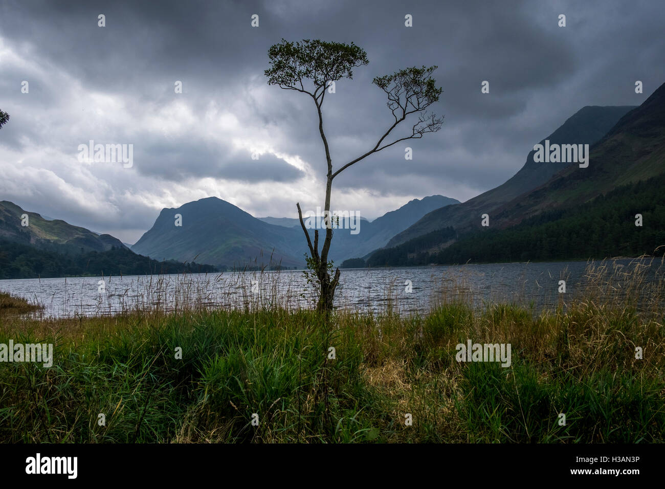 A lone tree on the banks of the Buttermere Water in the Lake District, with a turbulent sky Stock Photo