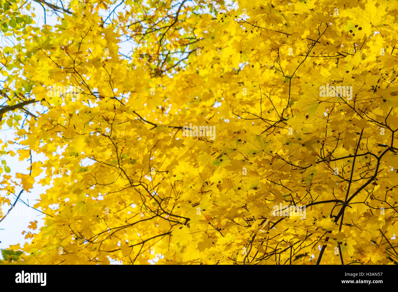 Autumn background with bright yellow maple leaves lit by sunlight Stock ...