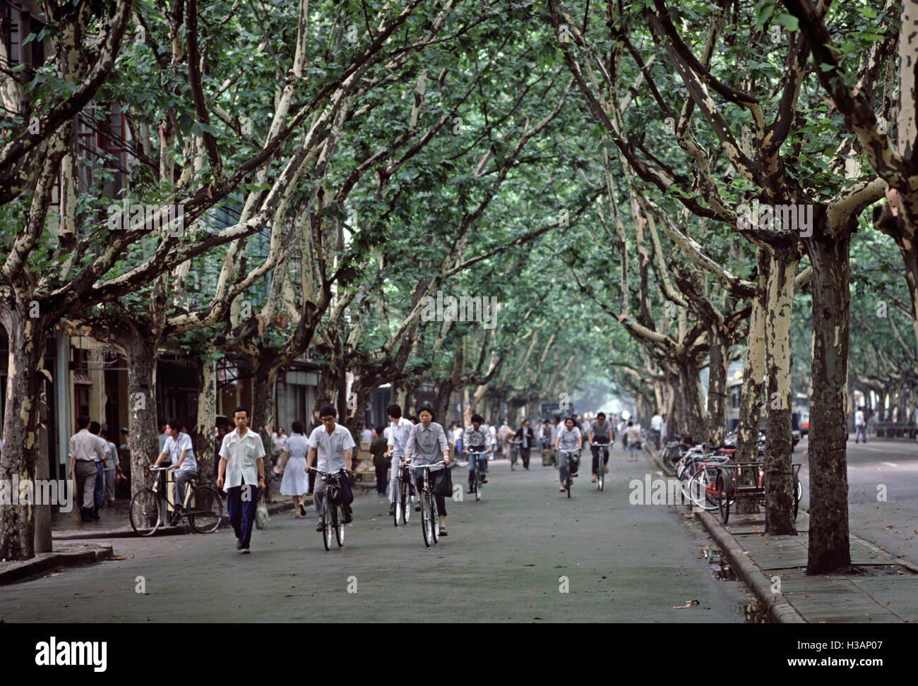 Cyclists in Nanjing tree lined boulevard, Jiangsu Province, China Stock Photo