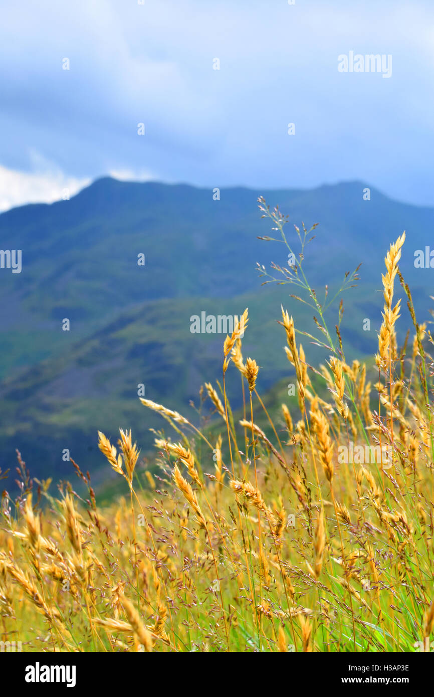 grass and seeds on a mountain side in the lake district Stock Photo