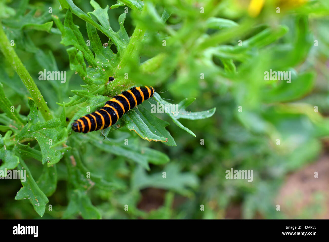 black and yellow caterpillar on a leaf in the countryside Stock Photo