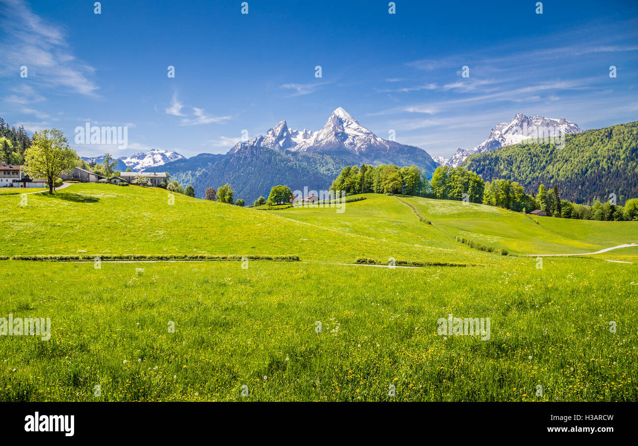Idyllic landscape in the Alps with fresh green meadows and blooming flowers and snowcapped mountain tops in the background, Bavaria, Germany Stock Photo