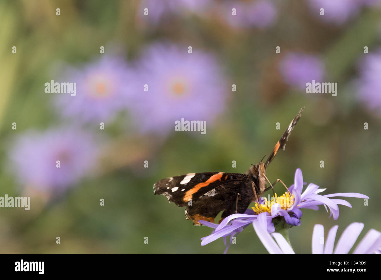 Painted lady butterfly on aster Stock Photo