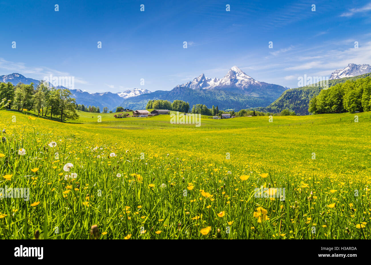 Idyllic landscape in the Alps with fresh green meadows and blooming flowers and snow-capped mountain tops in the background Stock Photo