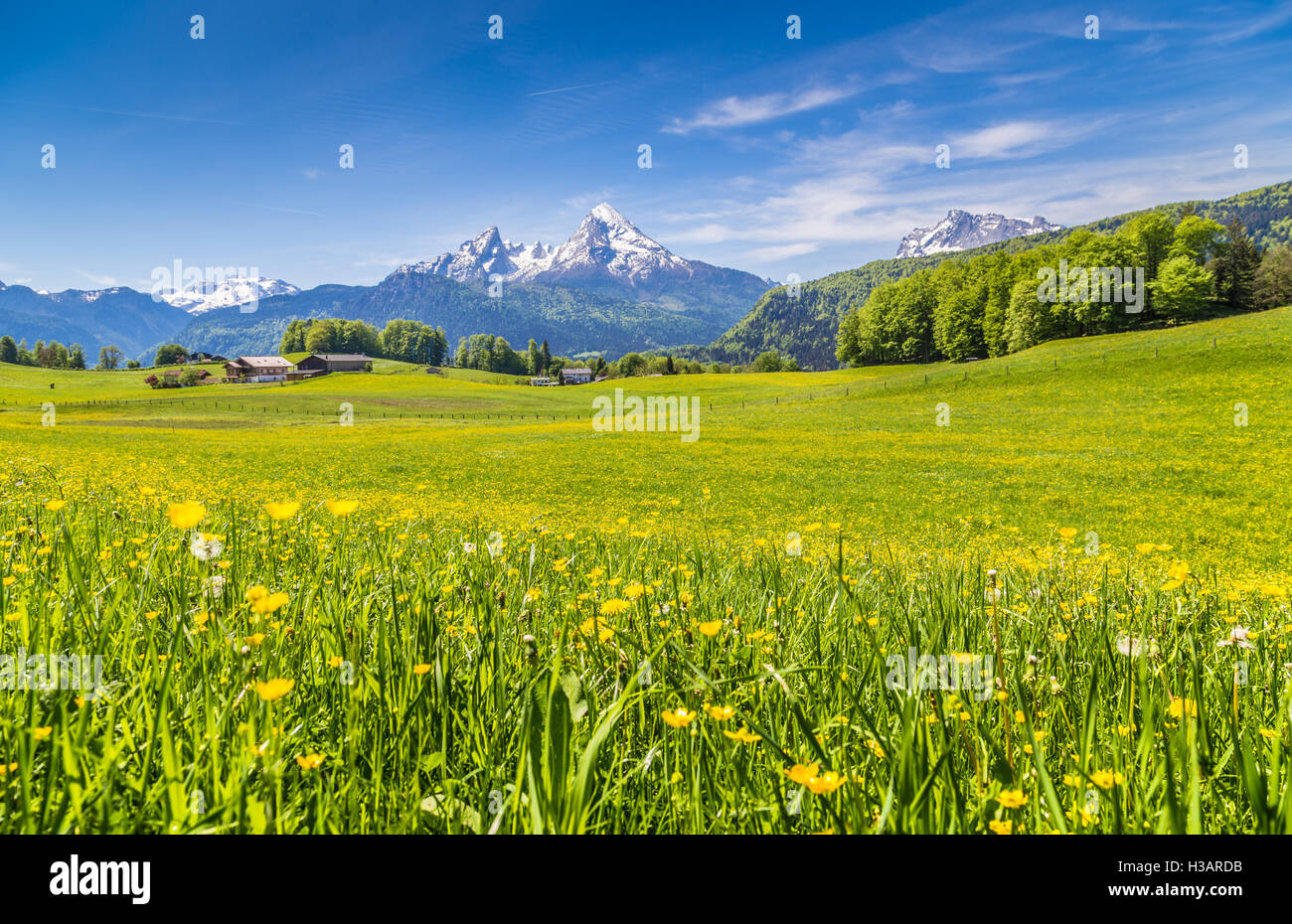Idyllic landscape in the Alps with fresh green meadows and blooming flowers and snow-capped mountain tops in the background Stock Photo