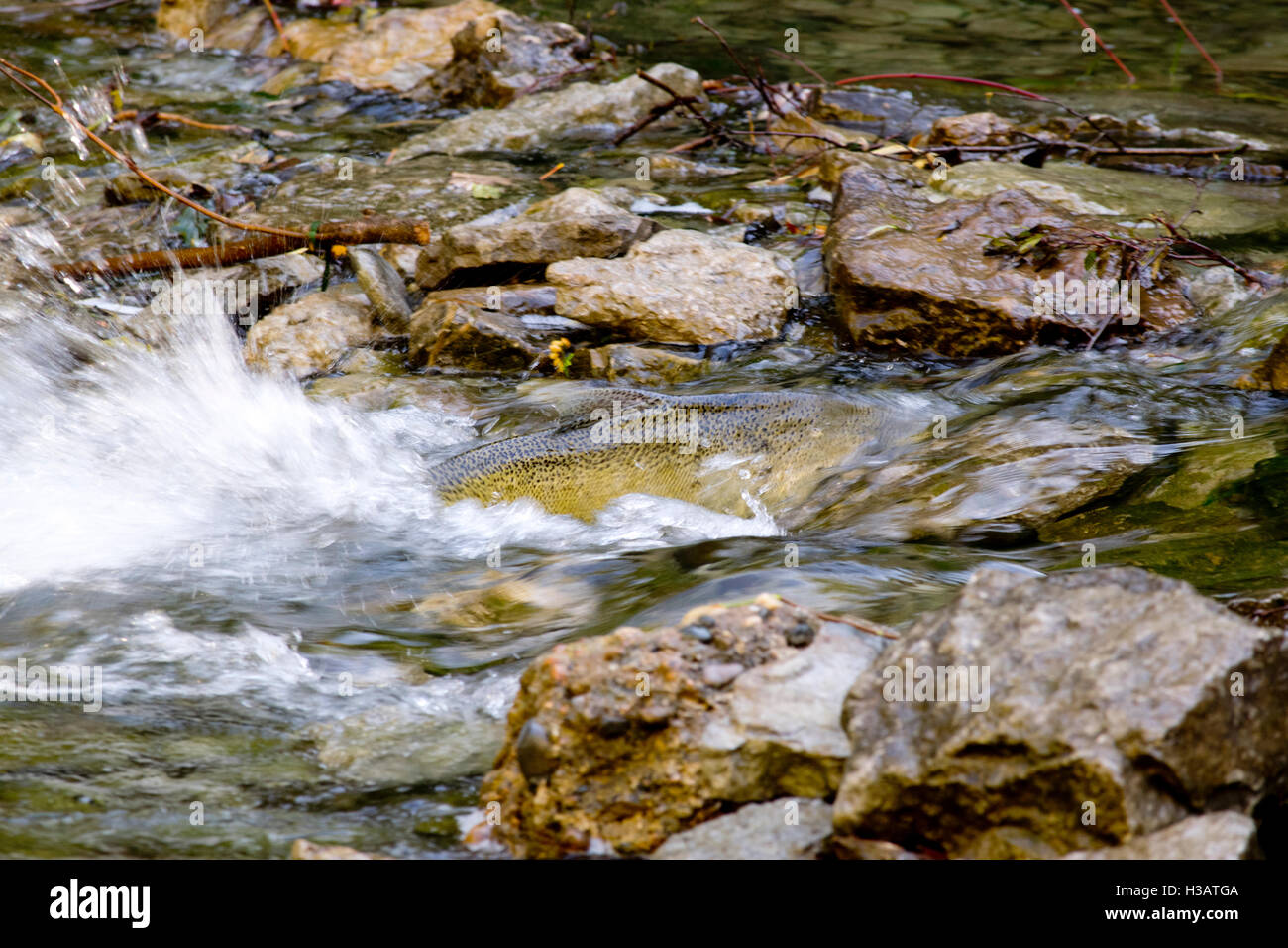 Chinook Salmon struggling up the Kagawong River. Stock Photo