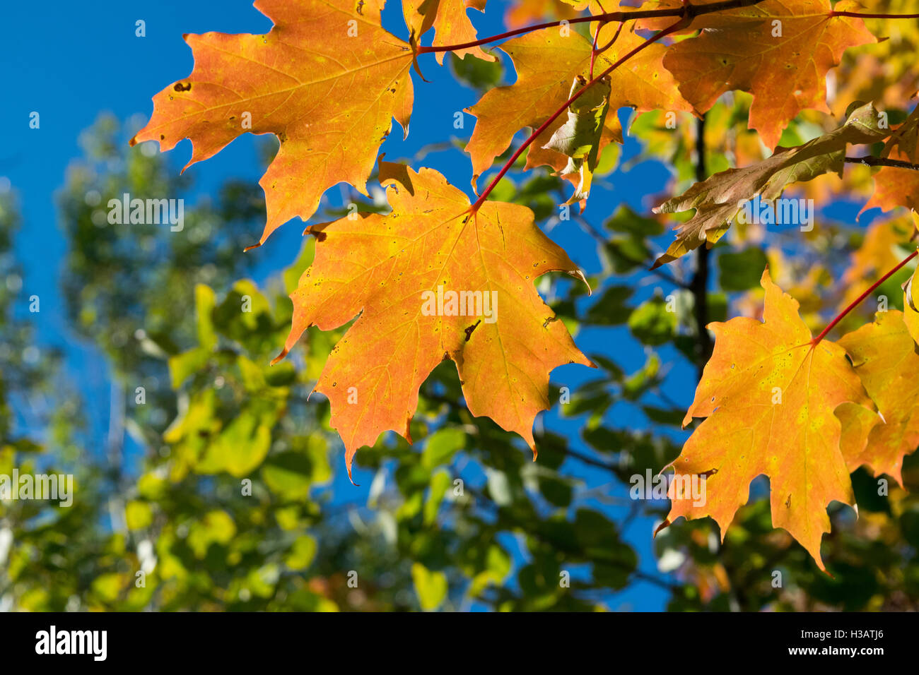 Orange leaves in autumn. Stock Photo