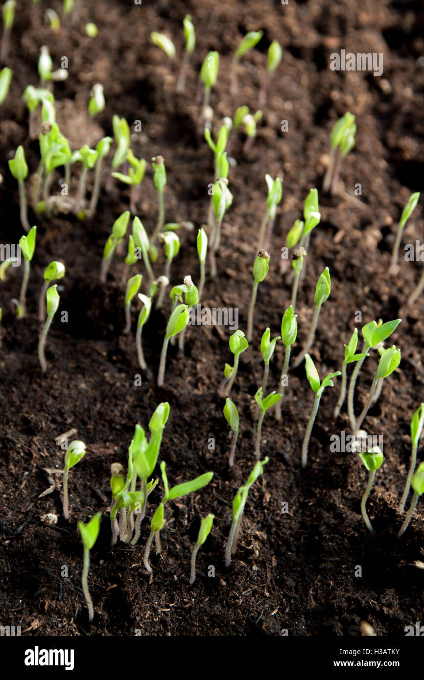some small plants growing inside of a greenhouse Stock Photo Alamy