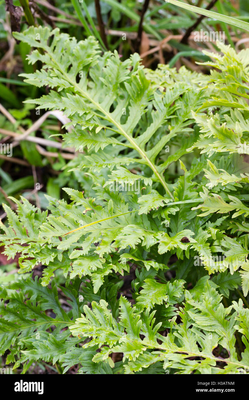 Finely cut fronding of the selected form of the Welsh polypody fern, Polypodium cambricum 'Pulcherrimum Addison' Stock Photo