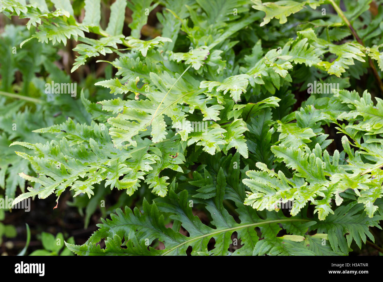 Finely cut fronds of the selected form of the Welsh polypody fern, Polypodium cambricum 'Pulcherrimum Addison' Stock Photo