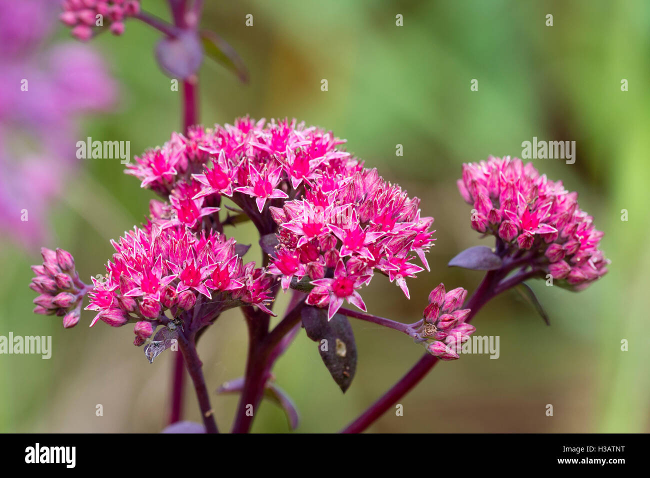 Starry pink flowers of the stonecrop, Sedum telephium 'Purple Emperor' Stock Photo
