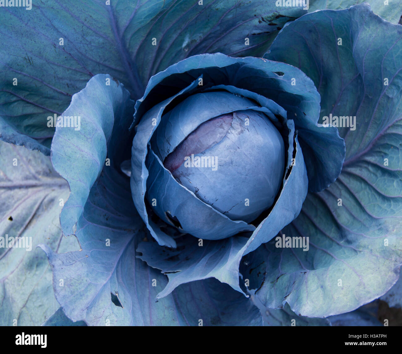 cabbage growing in the field Stock Photo Alamy