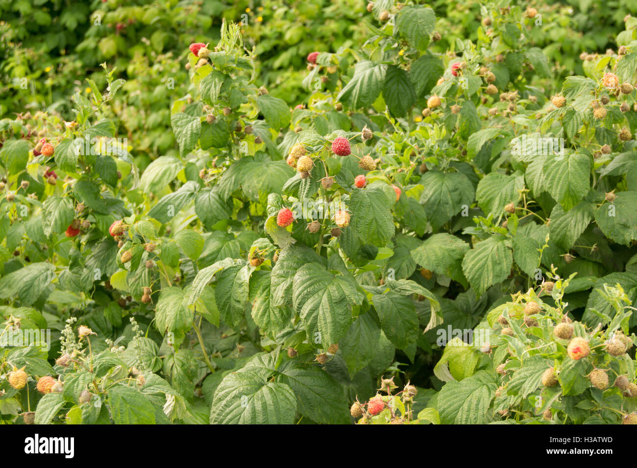 some red raspberry growing on a plant during summer time Stock Photo