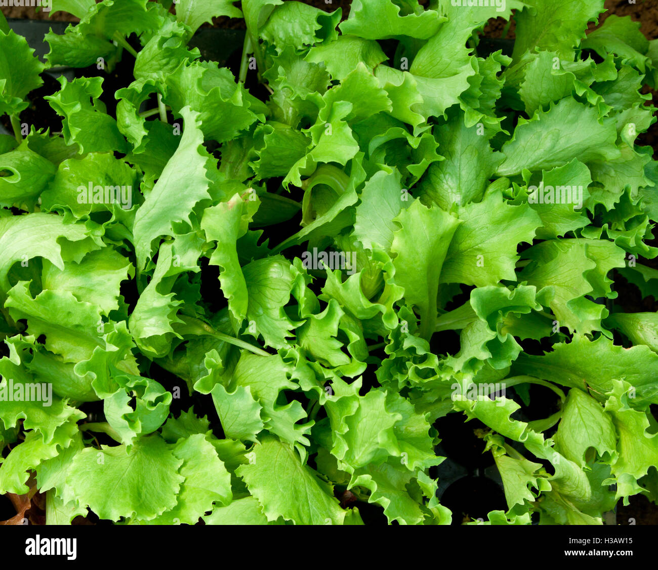 close up of small salad growing inside a greenhouse Stock Photo Alamy