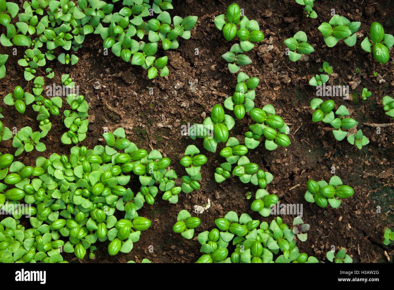 close up of small plant growing inside a greenhouse Stock Photo - Alamy