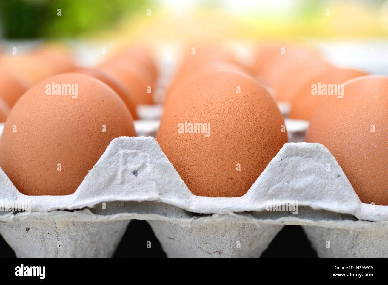 Eggs in a carton Stock Photo Alamy