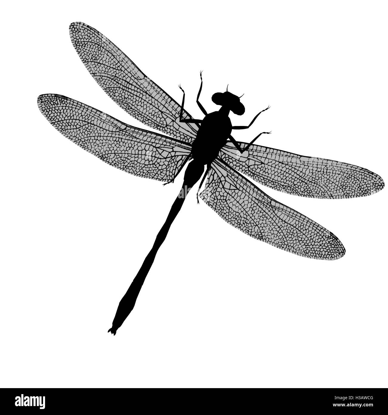 Dragonfly Silhouette Stock Photo