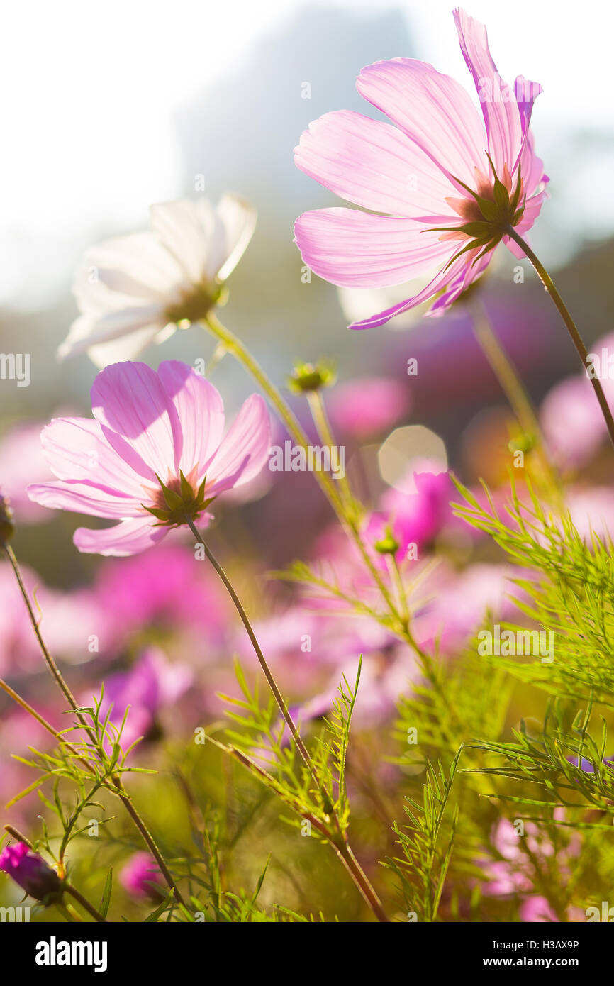 Blossom purple flower Stock Photo