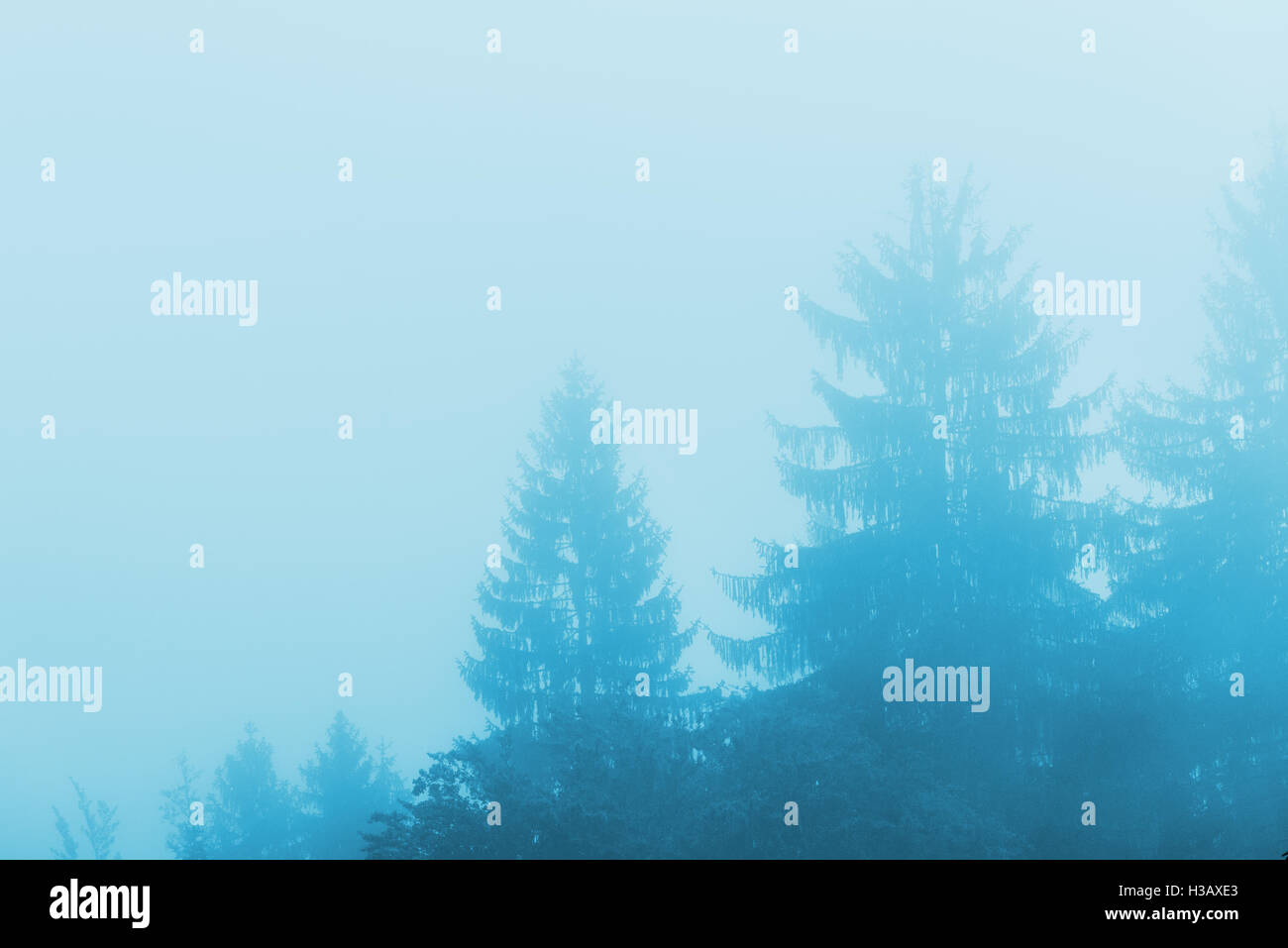 Pine tree forest in fog, monochromatic cold winter morning scenery Stock Photo