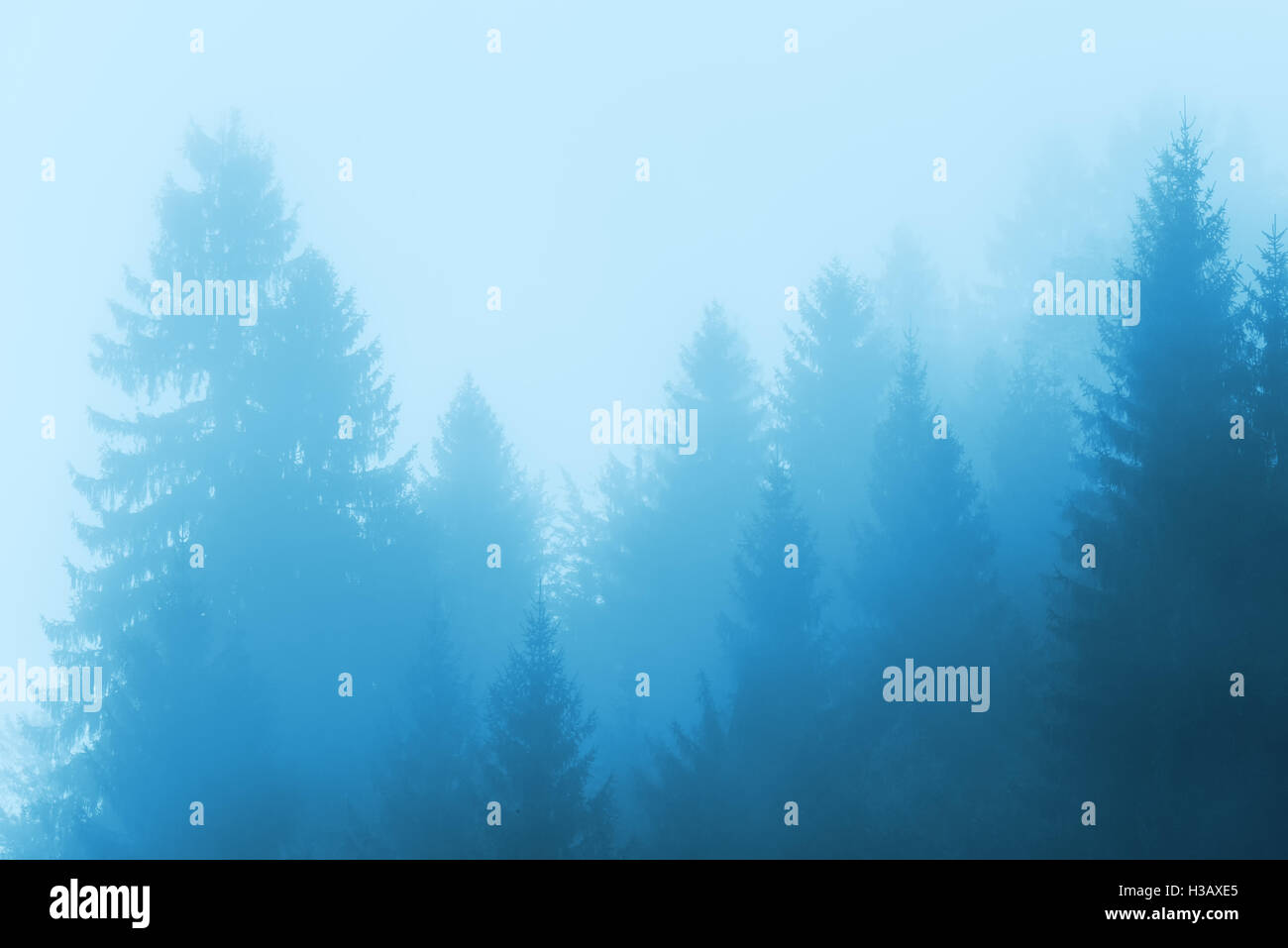 Pine tree forest in fog, monochromatic cold winter morning scenery Stock Photo