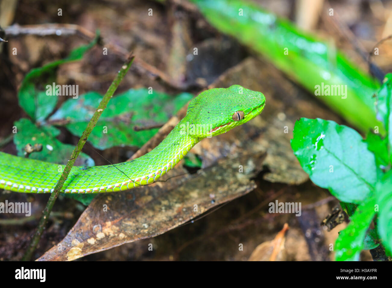 Green pit viper snake, Asian pit viper snake in nature Stock Photo