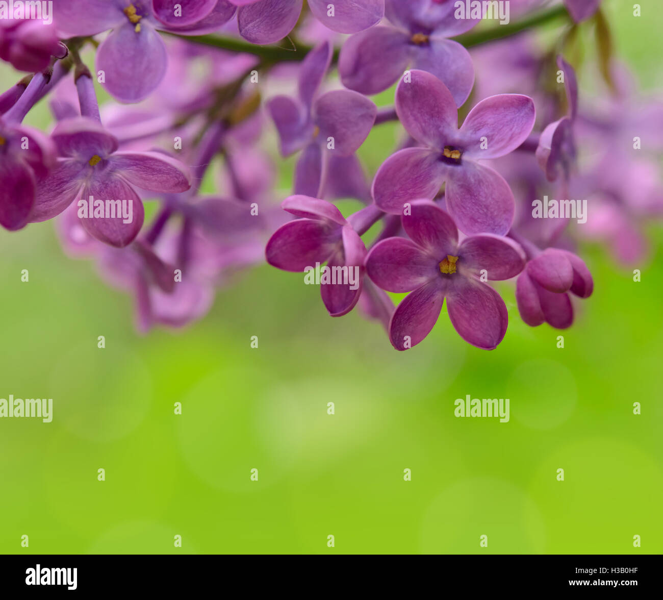 Spring Purple Lilac Flowers on the Green Background Stock Photo - Alamy