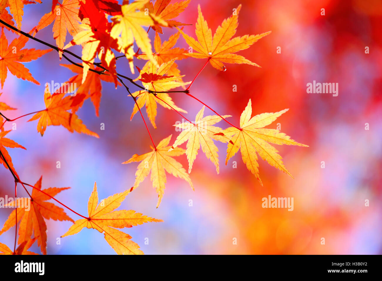 Leaves branch design hi-res stock photography and images - Alamy
